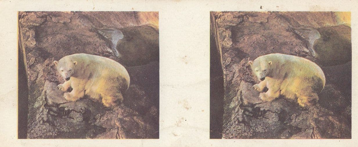 Polar Bear Weetabix Cereal Animal Card Old Ephemera