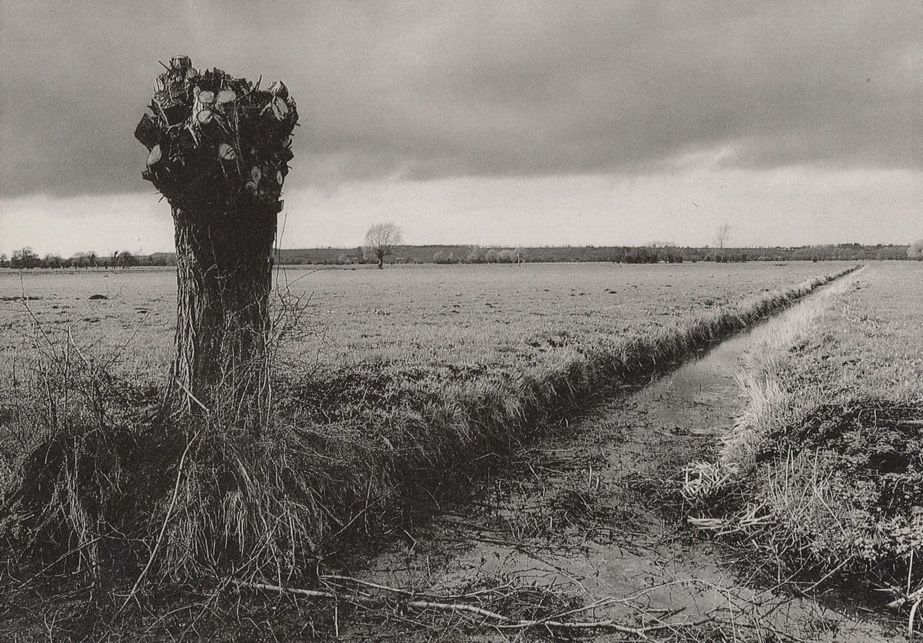 Pollarded Somerset Willow Tree Rare Book Launch Postcard