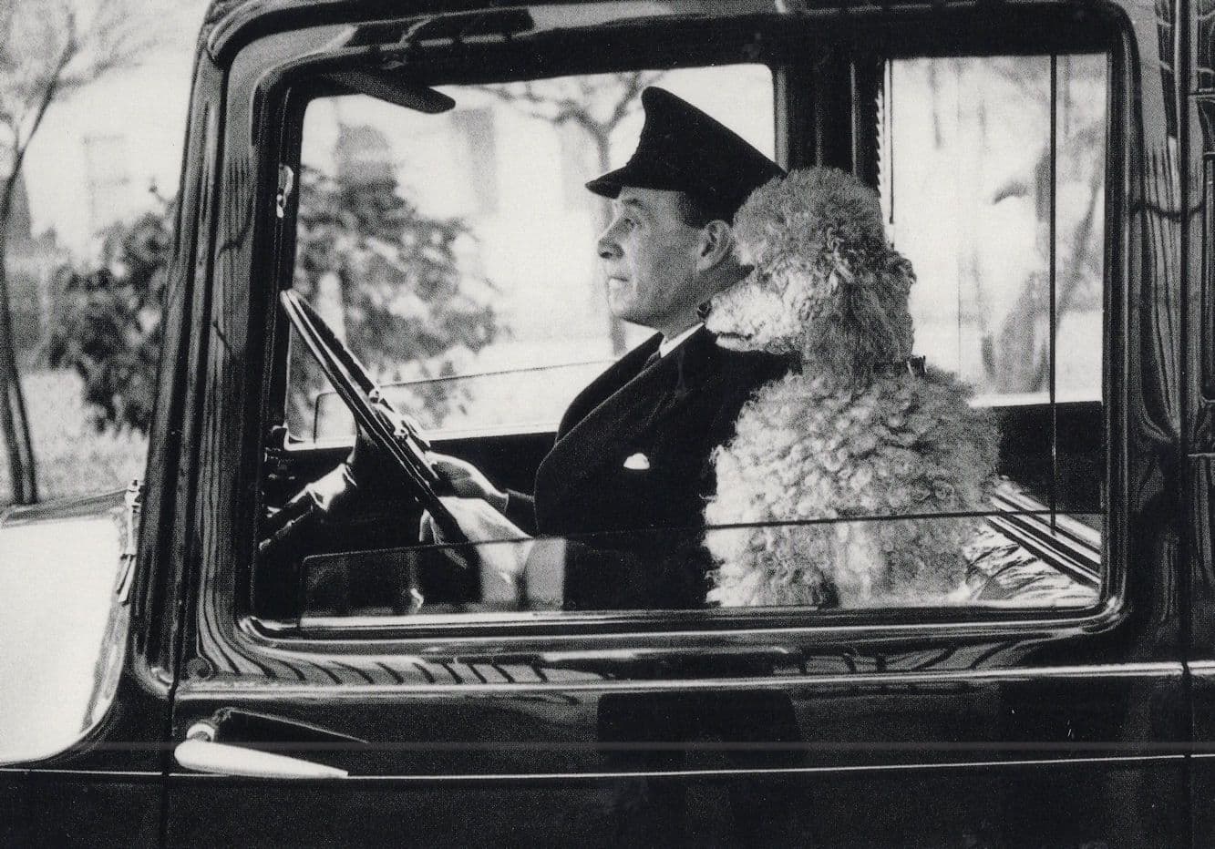 Poodle Dog in Taxi Chauffeur Knightsbridge 1950s Cab London Postcard