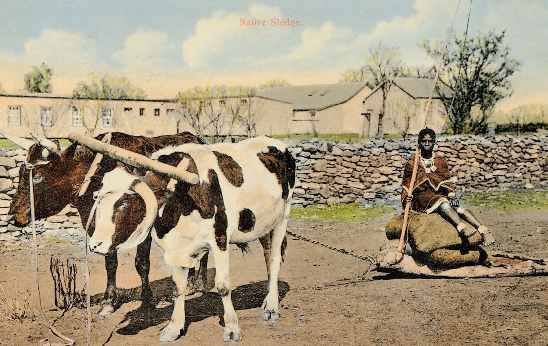 Port Elizabeth Farm Worker Resting Native Sledge South Africa Old Postcard