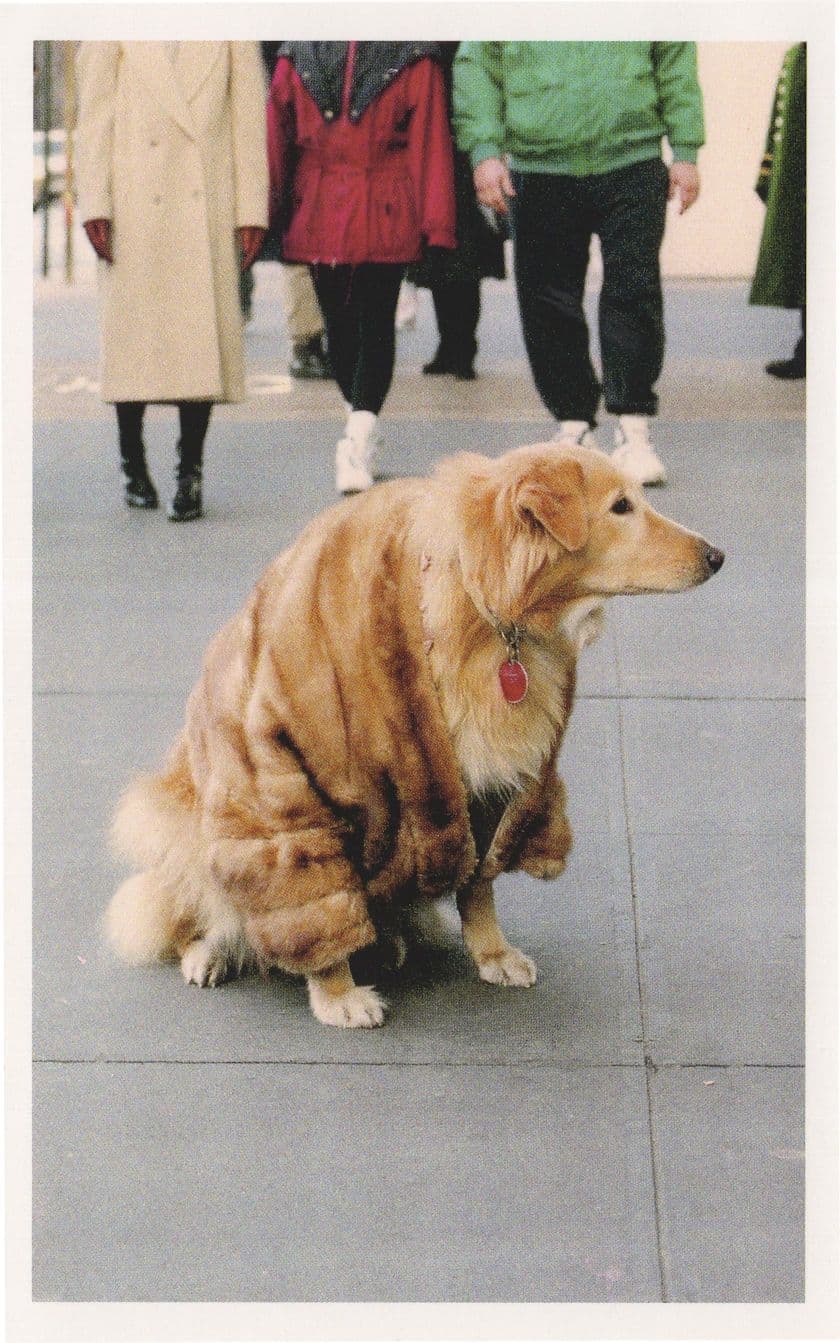 Posh Lady Dog in Designer Fur Coat USA New York Photo Postcard