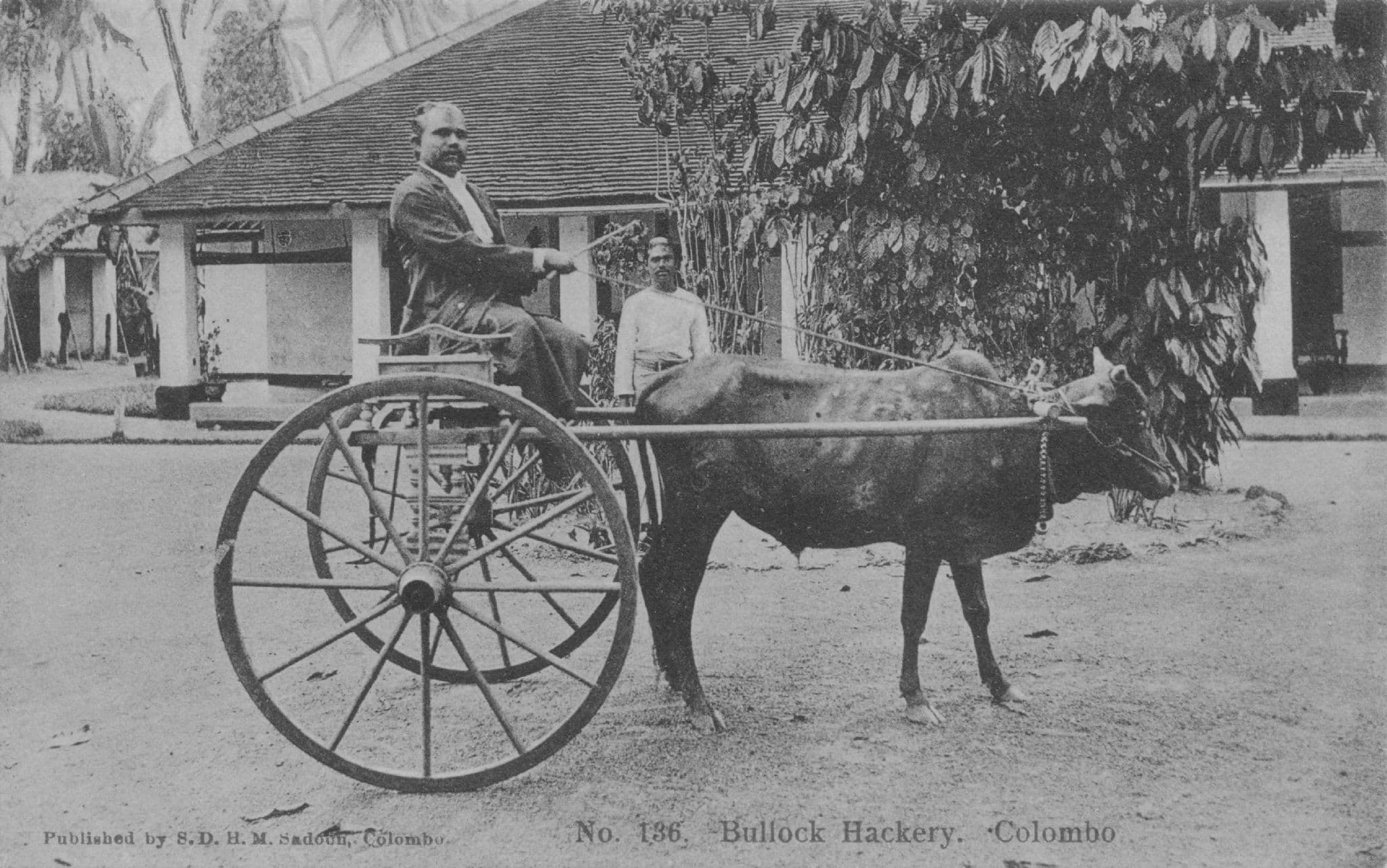 Posh Man Arriving in Bullock Hackery Colombo India Old Postcard