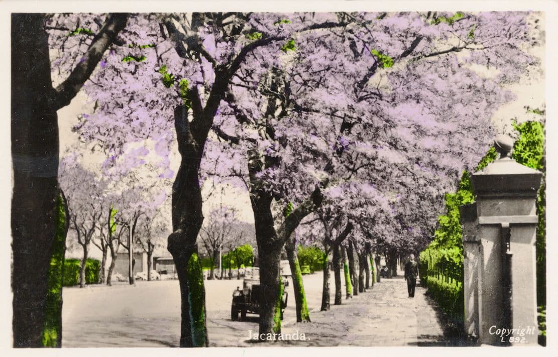 Posh Man Walking By Old Car Jacaranda South Africa RPC Postcard