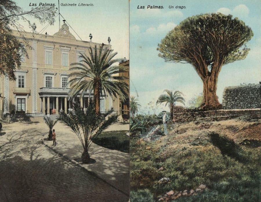 Postal Las Palmas Gabinete Literario Un Drago 2x Spain Old Postcard s