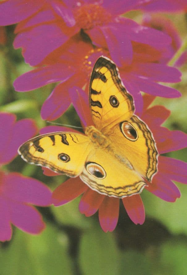 Precis Almana Peacock Fancy Butterfly Postcard