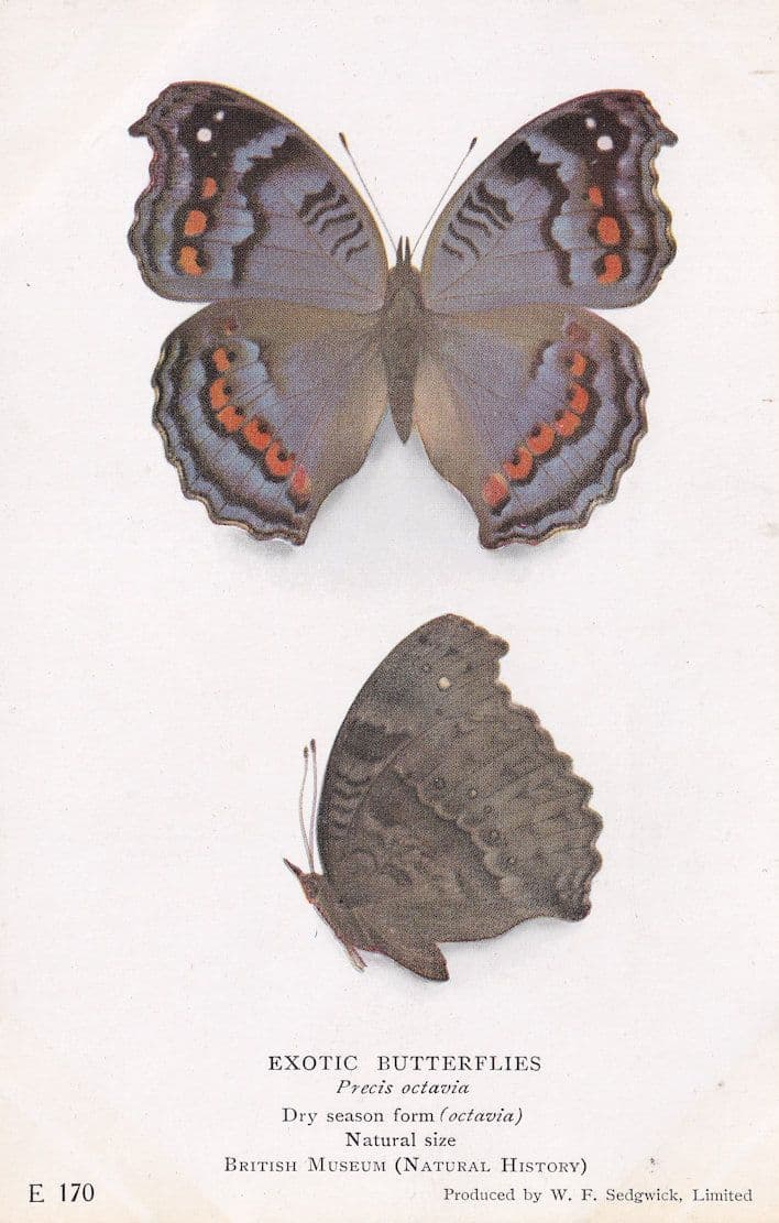 Precis Octavia Nymphalidae Dry Season Form Exotic Butterfly Butterflies Postcard