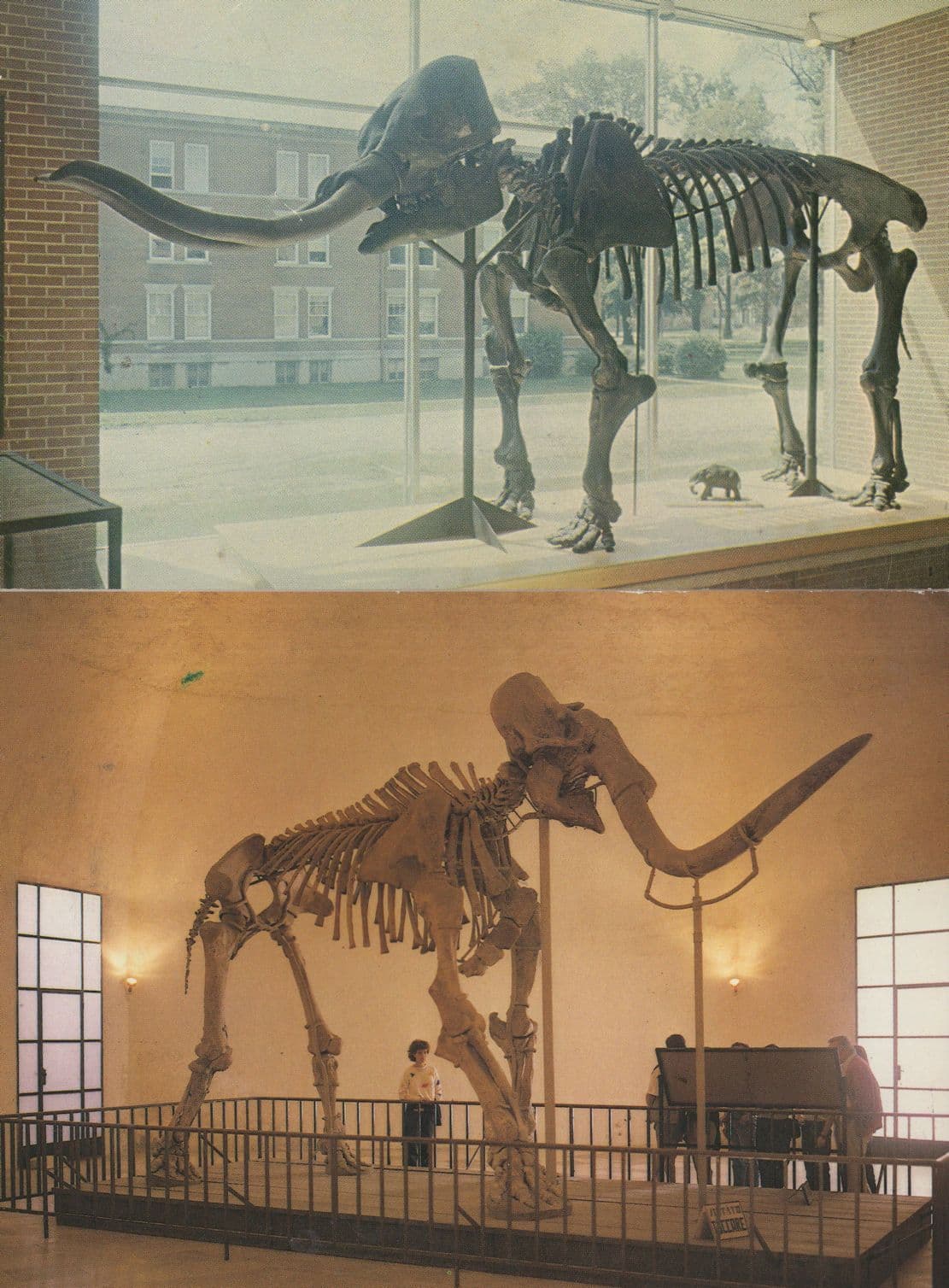 Prehistoric ? Elephant Skeleton Italy Museum & Richmond 2x Postcard s