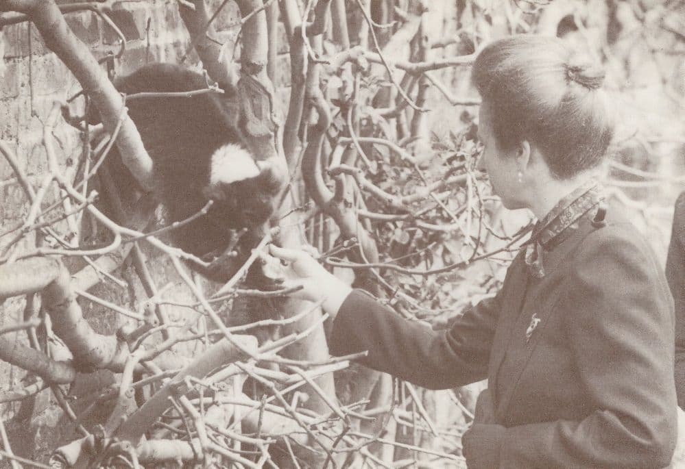 Princess Anne at Marwell Zoo Opening Red Ruffed Lemur Postcard