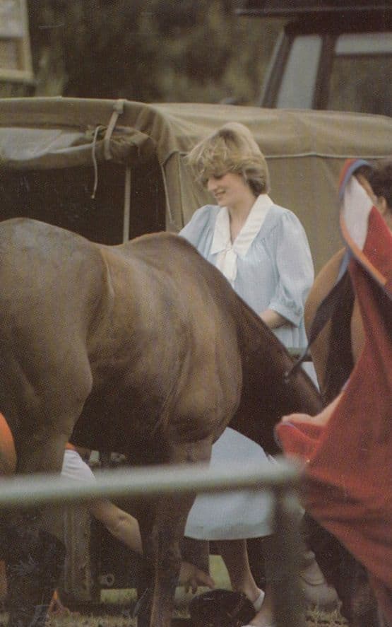 Princess Diana With Horse Cattle Can You Reach It Royal Postcard