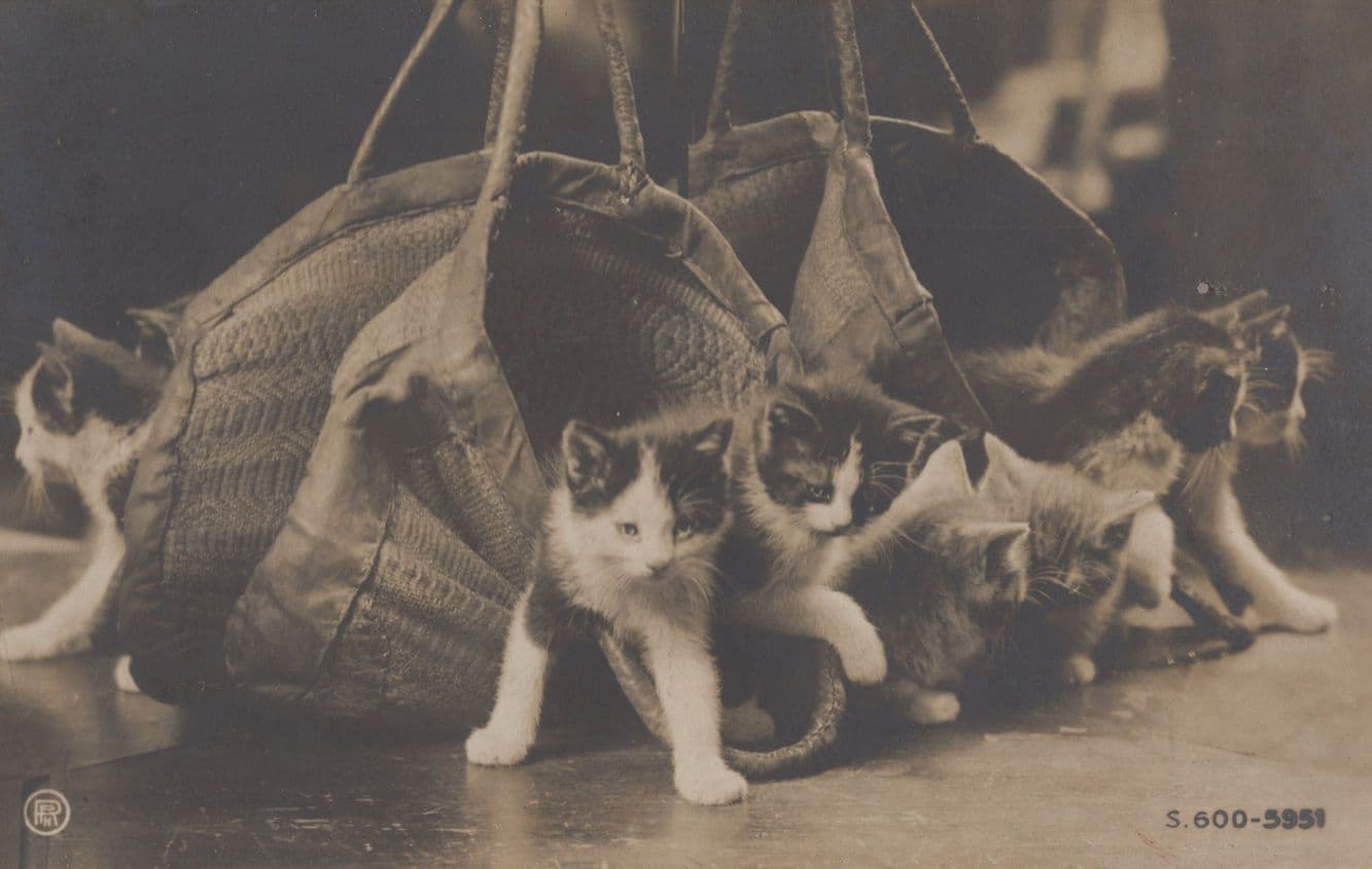 Procession Of Cats In Shopping Bags Old Cat 1906 Comic Postcard