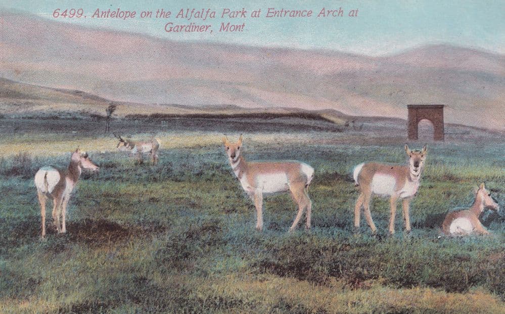Pronghorn Antelope on Alfalfa Park at Entrance Arch Gardiner Postcard