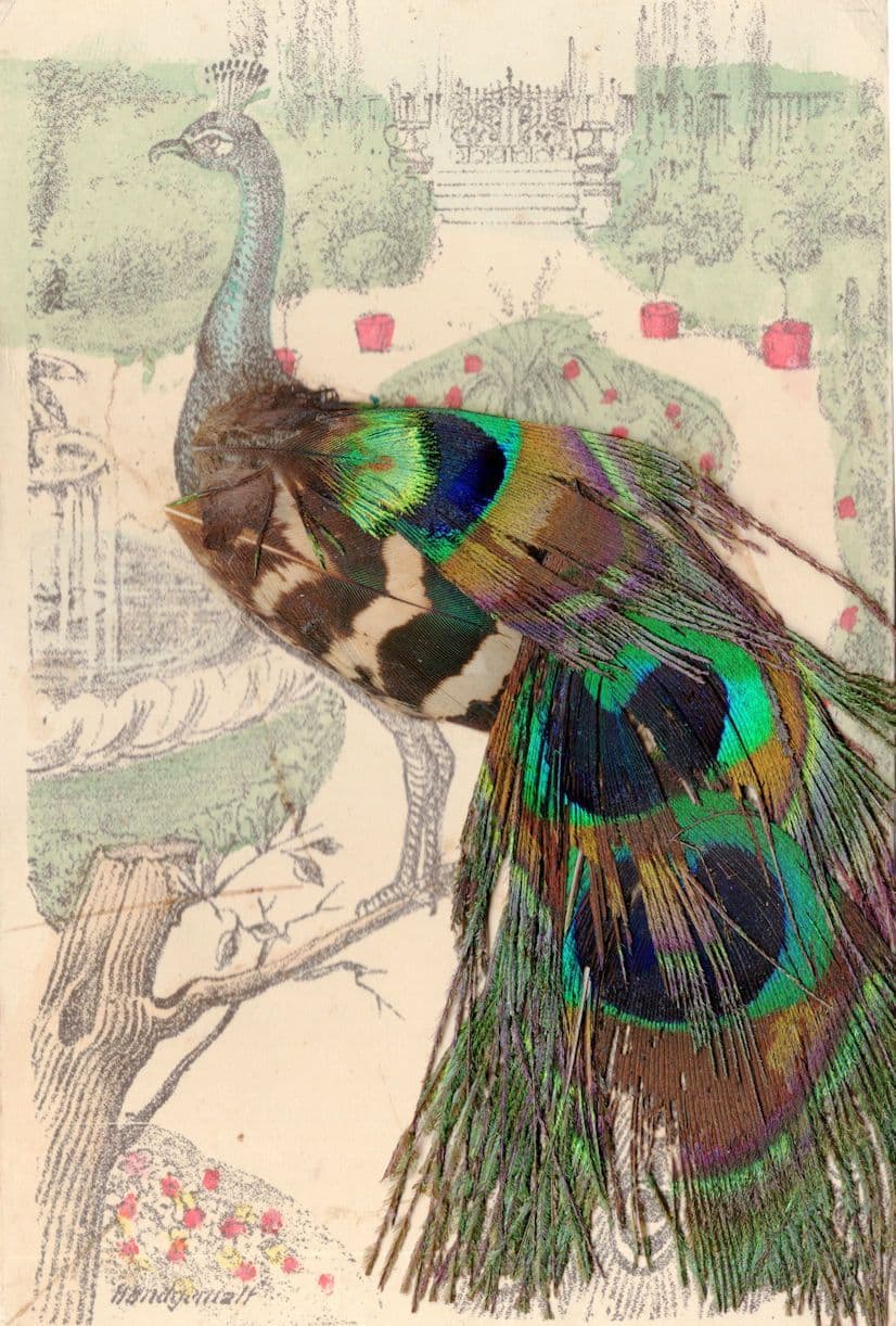 Proud Peacock German Bird at Stately Gardens Real Feather Old Postcard