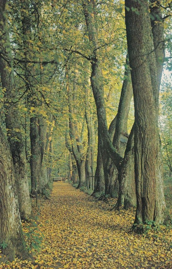Pskov Pushkin Memorial Zone Anne Kern Walk Russian Postcard