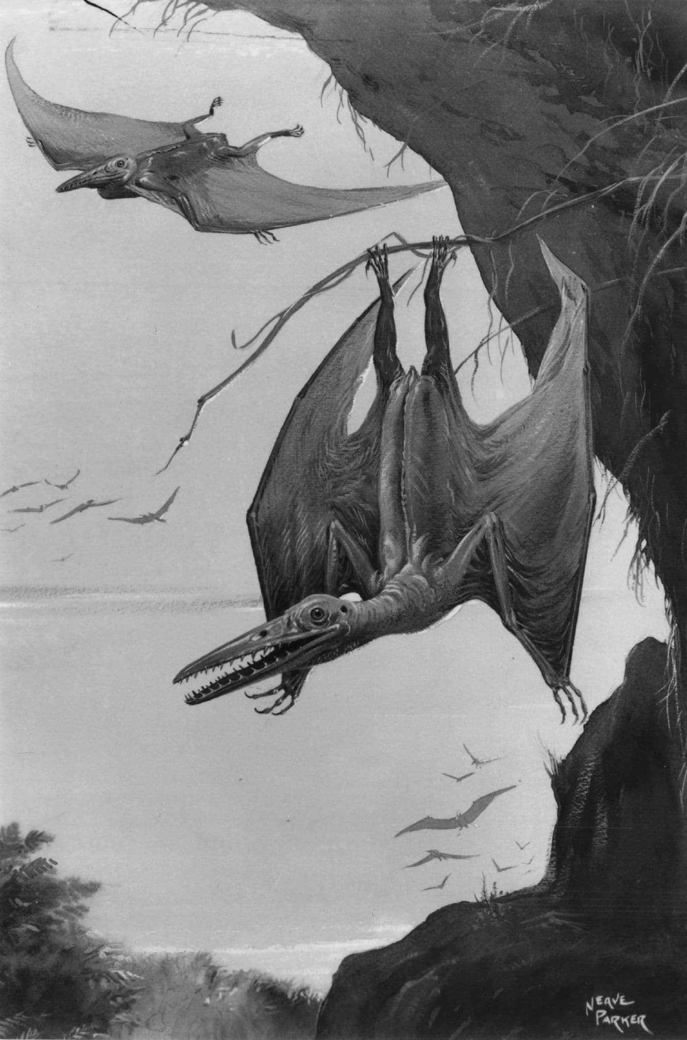 Pterodactylus Prehistoric Dinosaur Vintage RPC Museum Real Photo Postcard