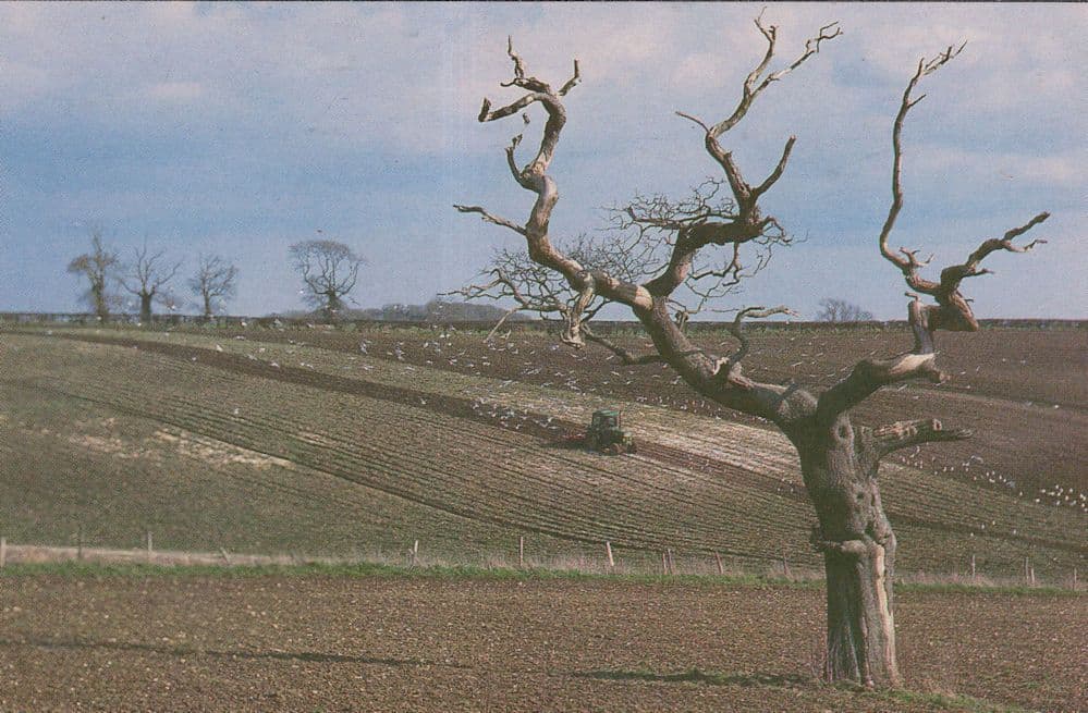 Puddletown Withered Tree Thomas Hardy Landscape Dorset Postcard