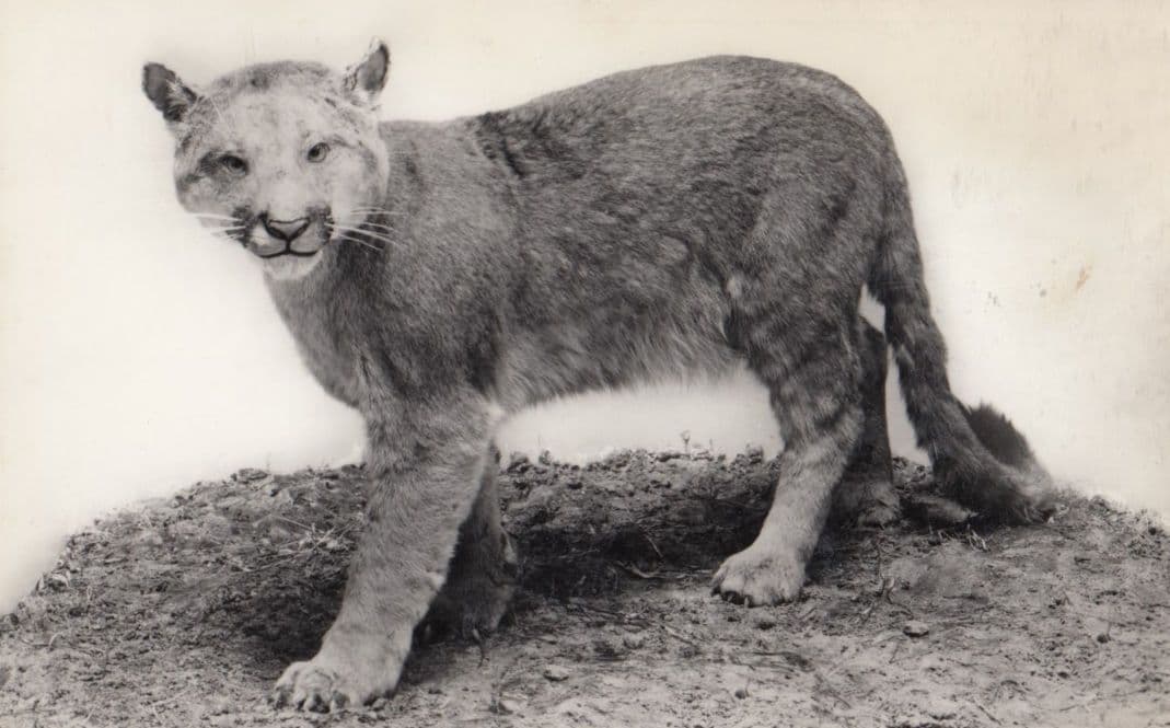 Puma Cougar Natural History Museum Vintage Real Photo Postcard