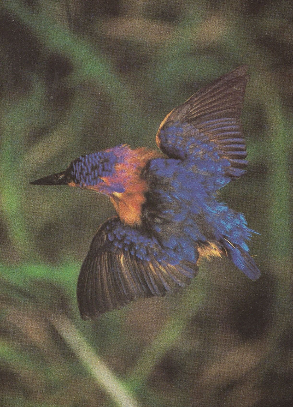 Pygmy Kingfisher Bird South African Postcard