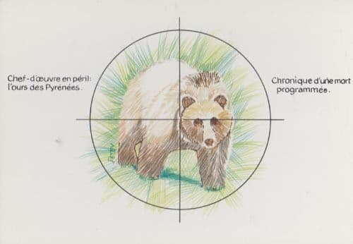 Pyrenees Alpes Alps Bear Shooting Endangered Species French Postcard