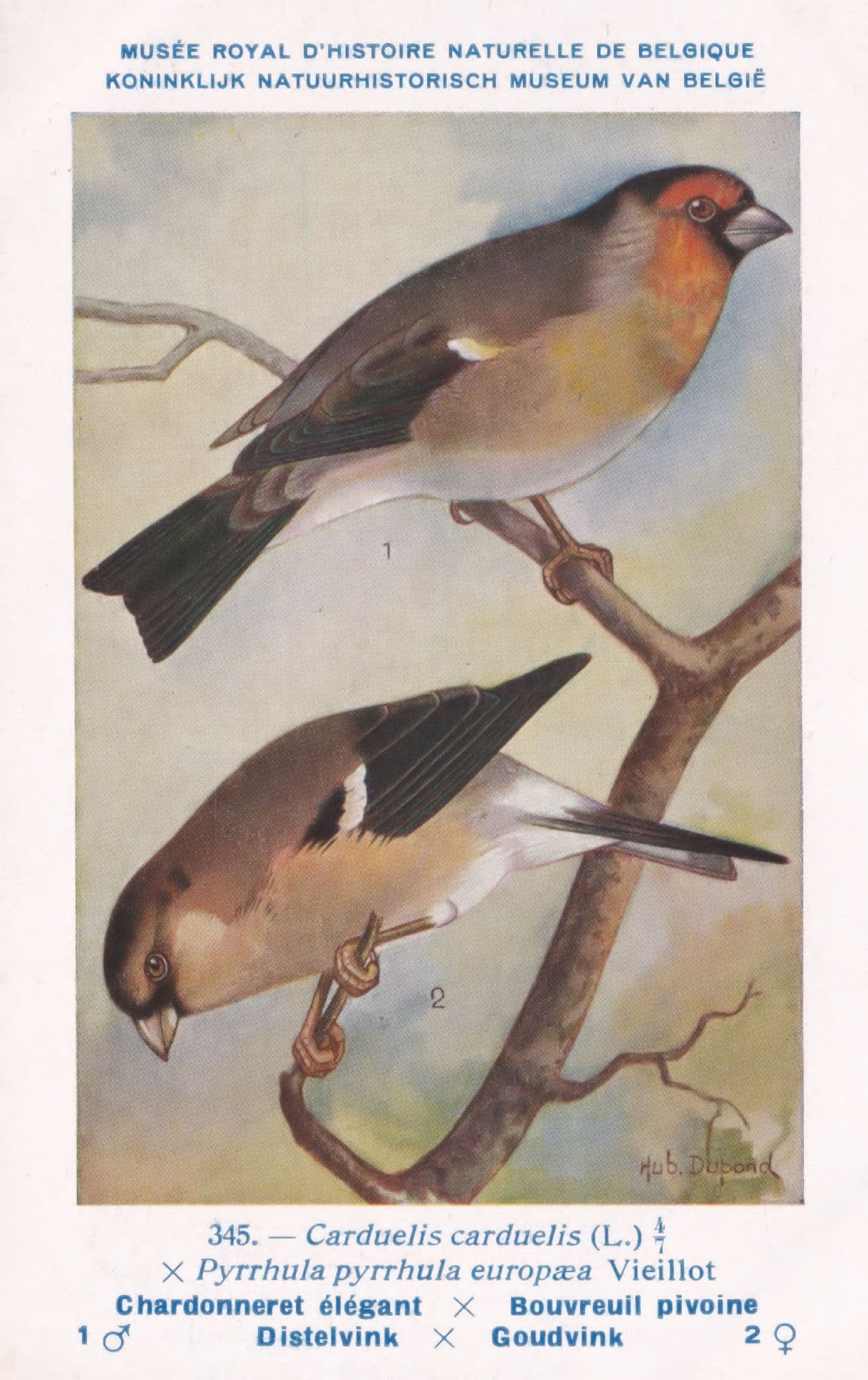 Pyrrhula Pyrrhula Eurasian Bullfinch WW2 1940 Bird Vintage Rare Postcard