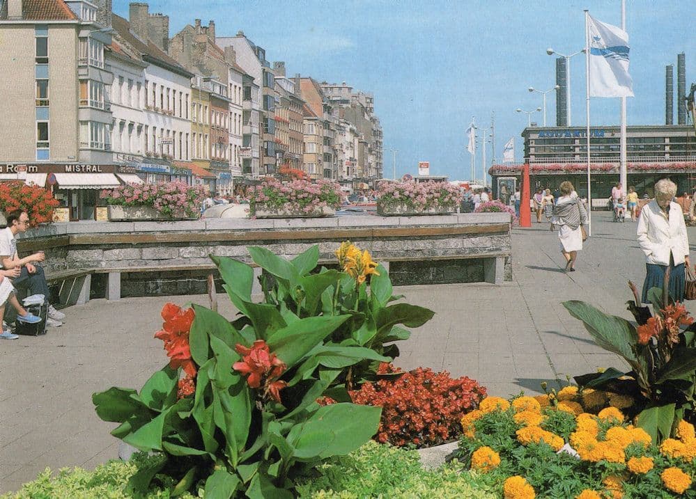 Quay Of The Fishermen Flag Ostende Aquarium Man Staring Postcard