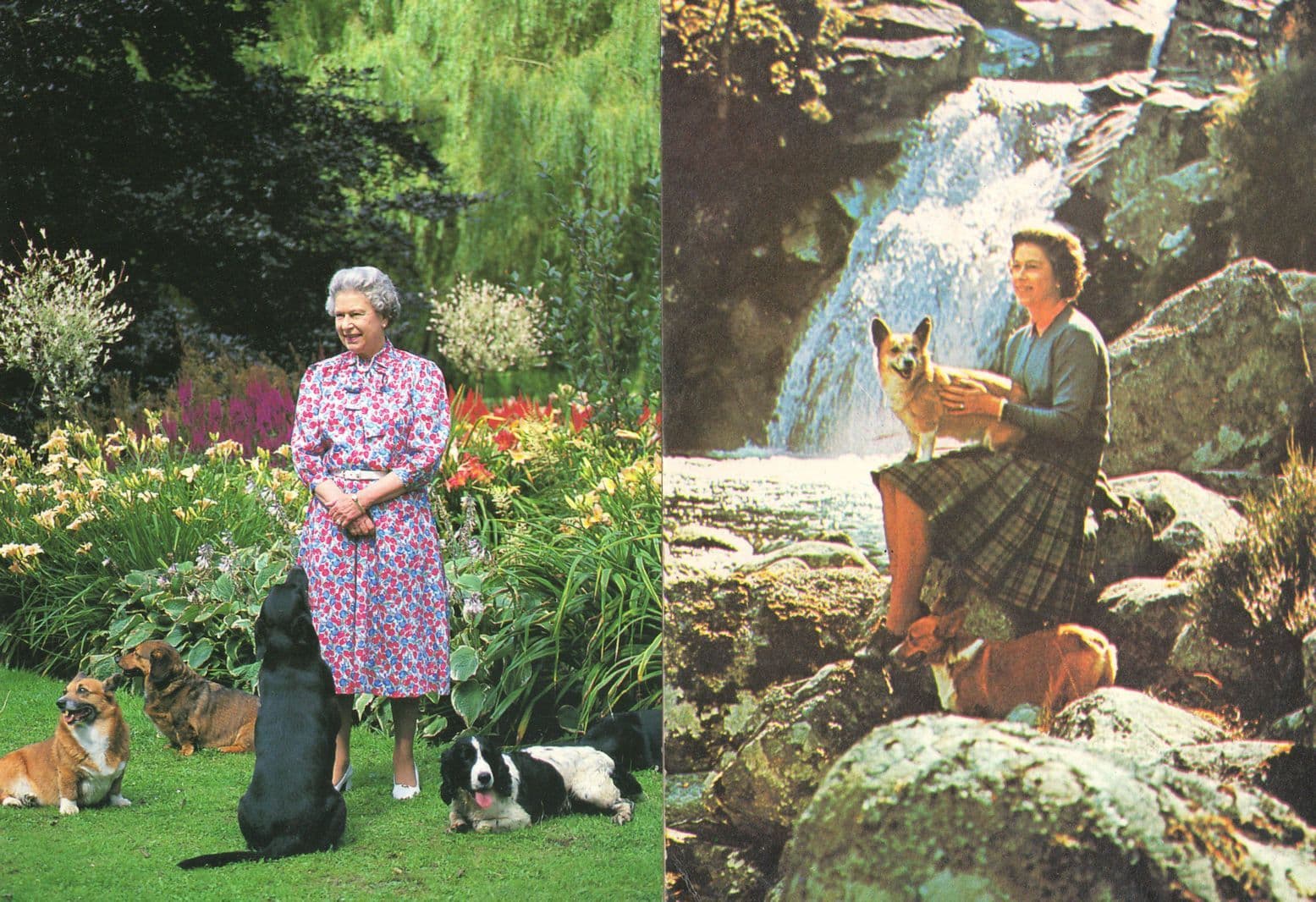Queen Elizabeth With Her Dogs at Sandringham Rare 1990s Postcard & MORE