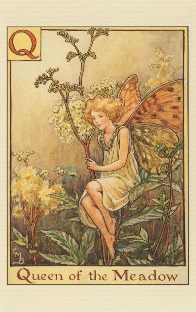 Queen of The Meadow Fairy From Flower Fairies 1930s Book Postcard