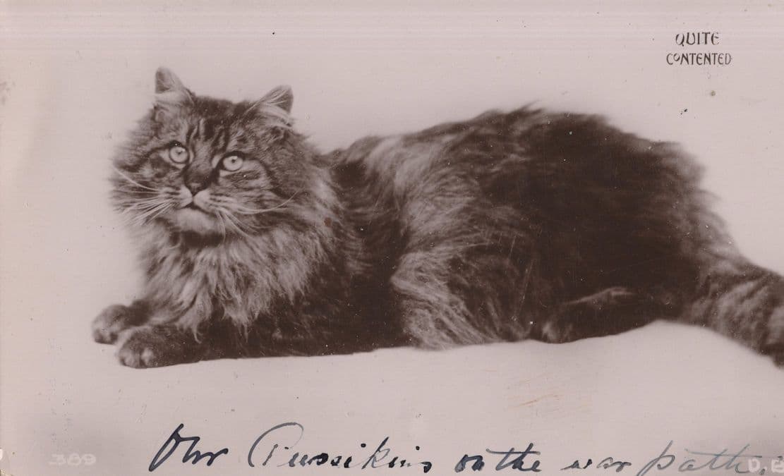 Quite Contented Long Haired Tabby Cat Old Real Photo Postcard
