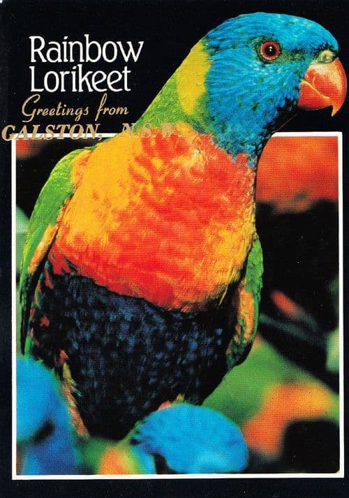 Rainbow Lorikeet Galston New South Wales Bird Australia Australian 2 Postcard s