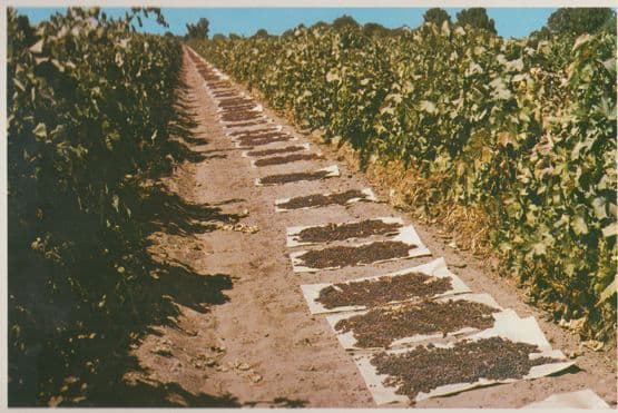 Raisins Grapes Drying In Sun San Joaquin Valley Postcard