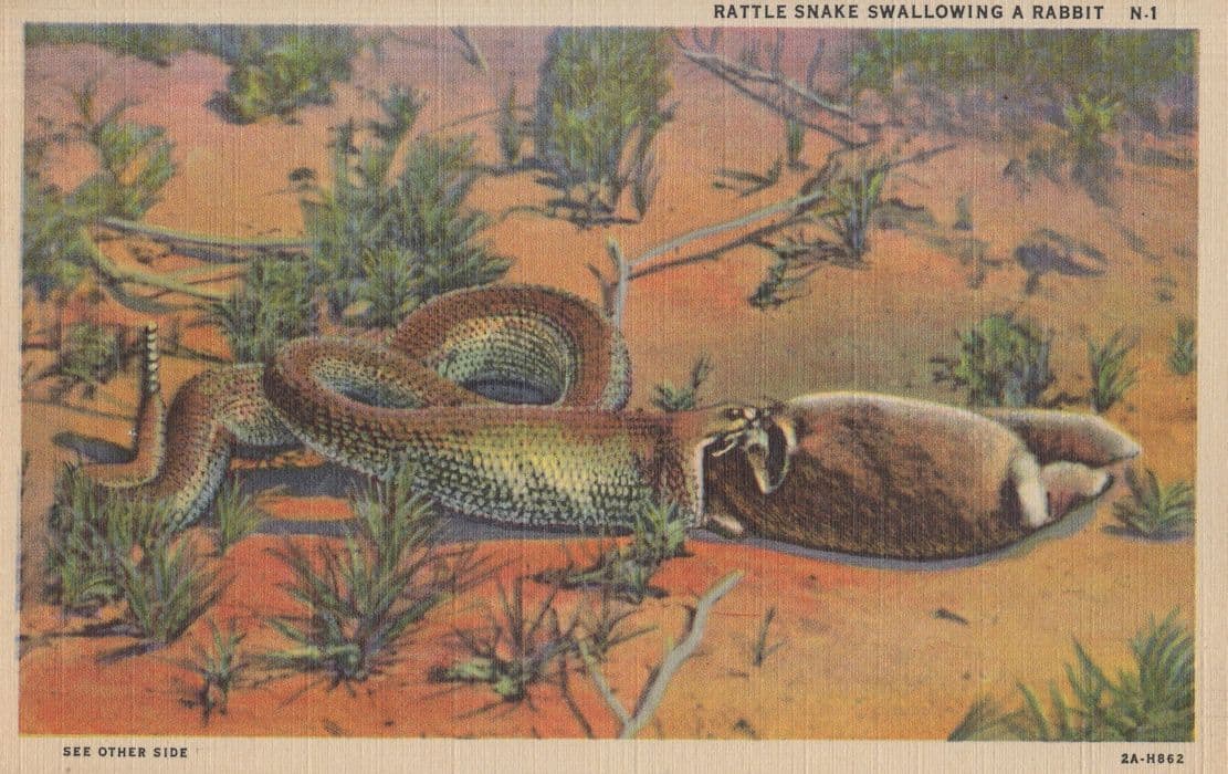 Rattle Snake Swallowing Rabbit Linen Postcard