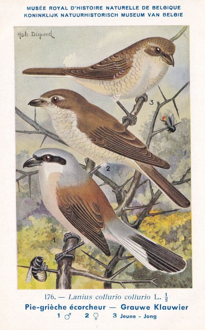 Red Backed Shrike Lanius Collurio WW2 Bird Rare Postcard