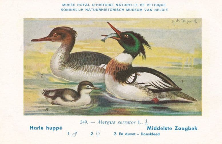 Red Breasted Merganser Mergus Serrator WW2 Bird Vintage Rare Postcard