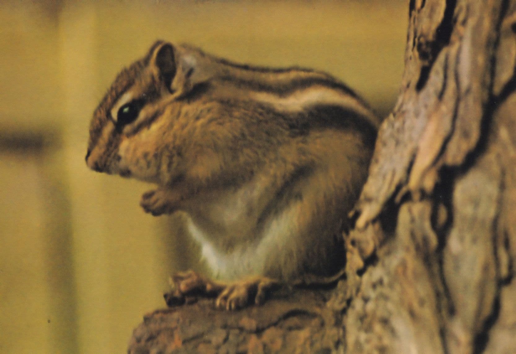 Red Chipmunk at Marwell Winchester Zoo Endangered Species Postcard