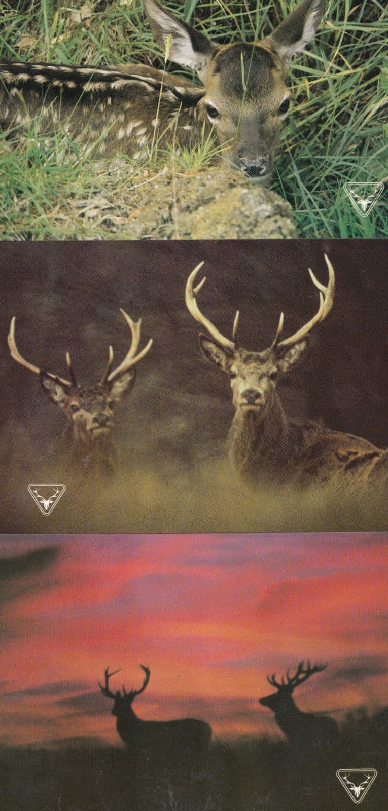 Red Deer at Exmoor 3x National Park Local Deers Postcard s