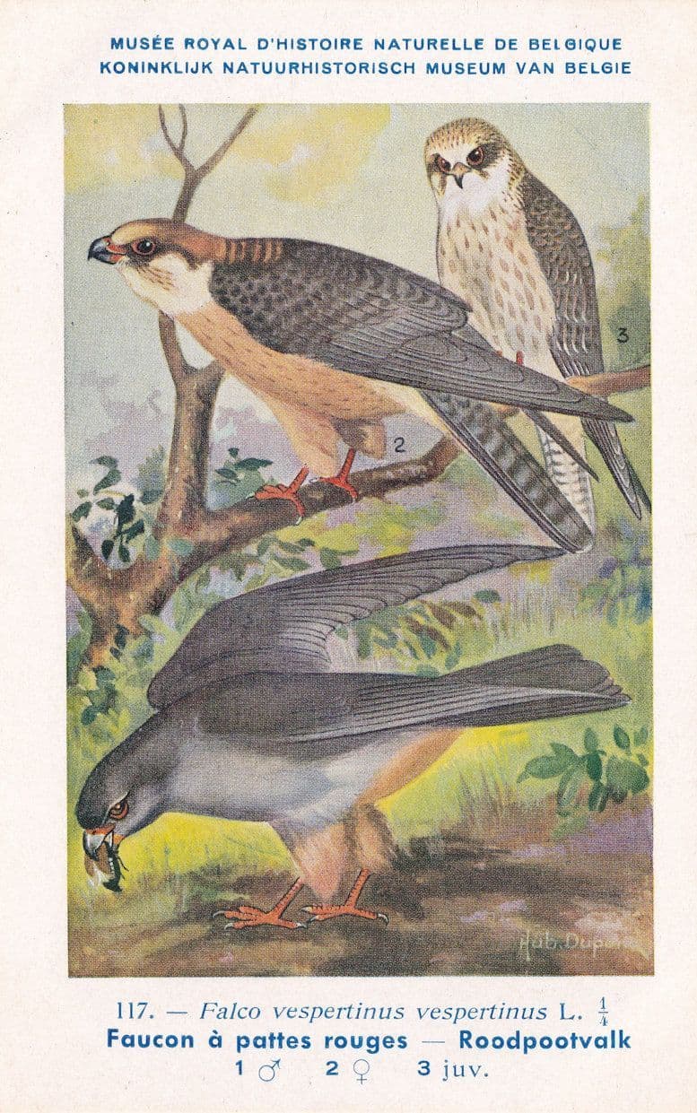 Red Footed Falcon Falco Vespertinus WW2 Antique Bird Postcard