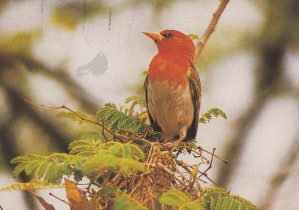 Red Headed Weaver Anaplectes Rubriceps Rare Bird Postcard