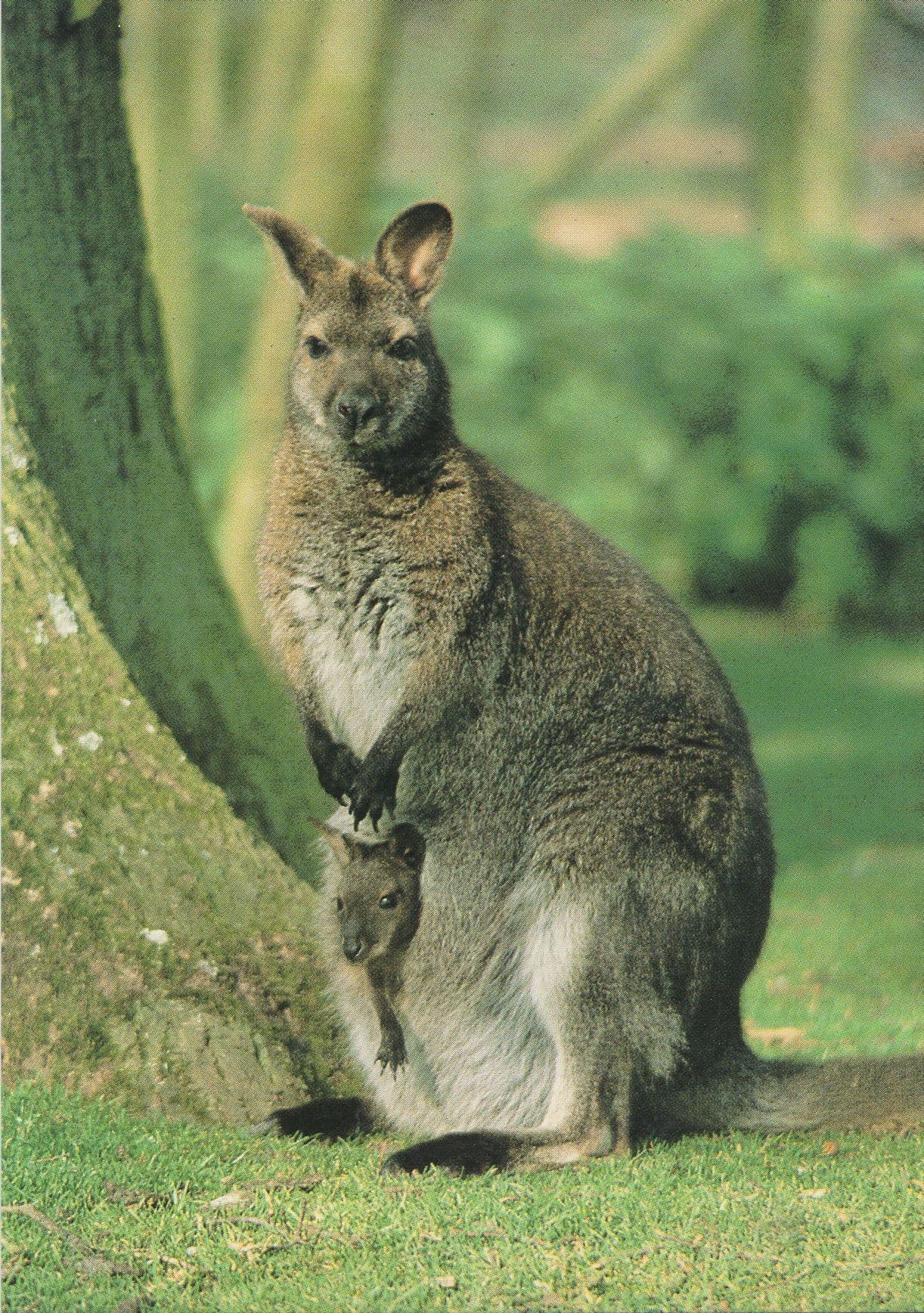 Red Necked Wallaby Kangaroo at Cotswold Park Zoo Postcard