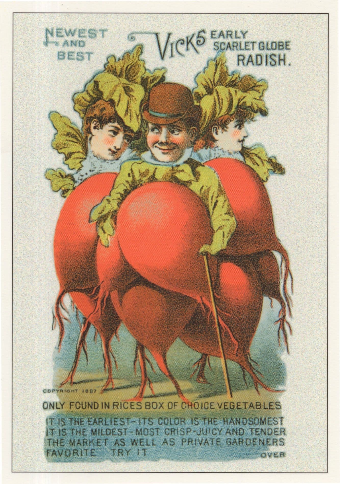 Red Onions Vicks Radish Vegetables Advertising Old Poster Postcard