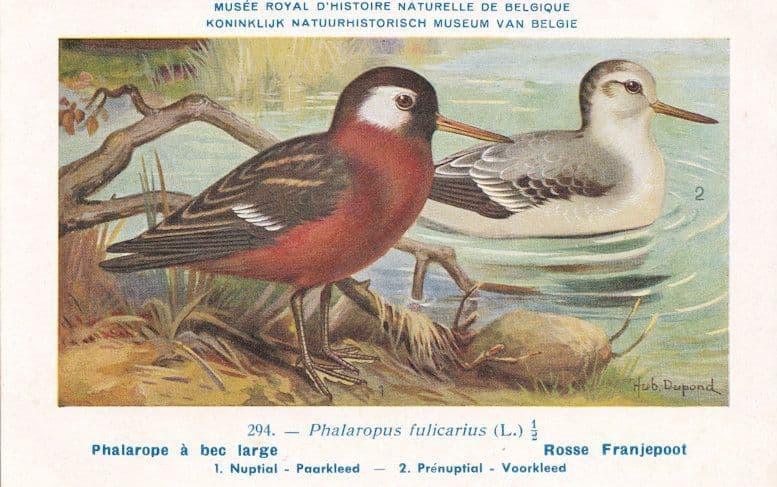 Red Phalarope Phalaropus Fulicarius Bird Antique Rare Postcard