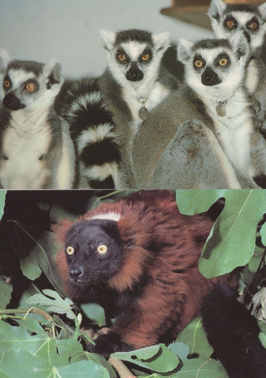 Red Ruffed & Ring Tailed Lemur at Marwell Zoological Park 2x Postcard s