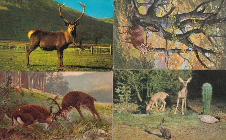 Red Wild Scottish Deer Jackrabbit 4x Postcard s