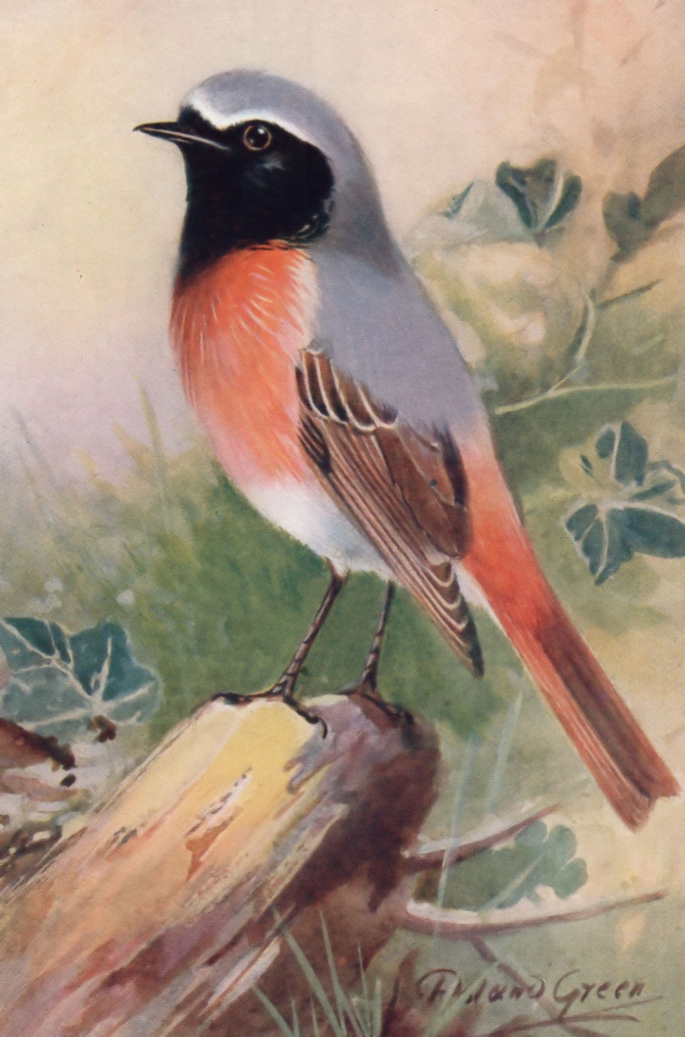Redstart RSPB Royal Society For The Protection Of Birds Antique Postcard