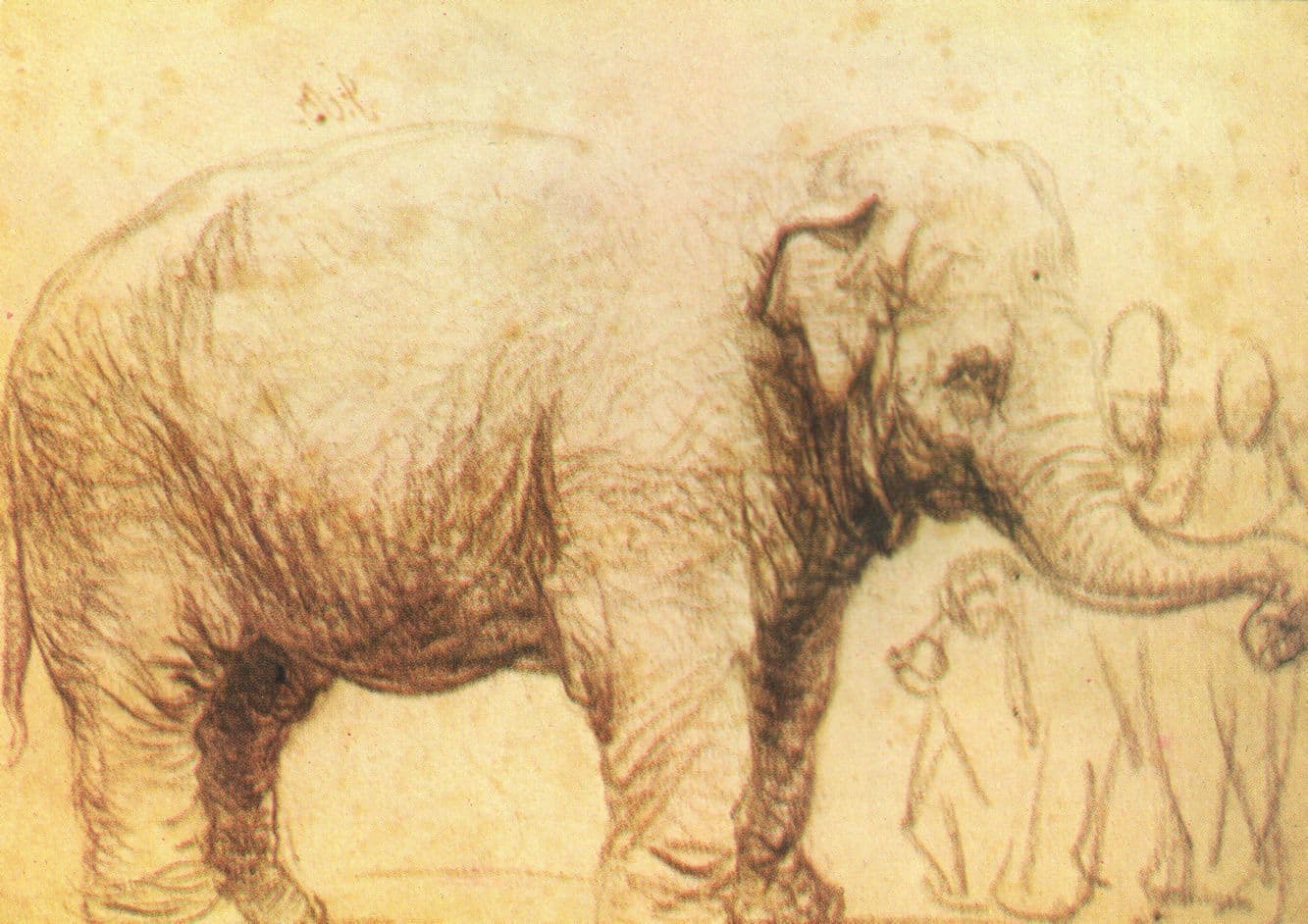 Rembrandt Van Rijn Elephant With Black Chalk 1600s Painting Postcard