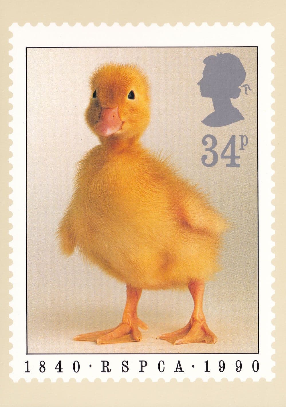 Rescued Baby Duck Cute Royal RSPCA Limited Edition Postcard