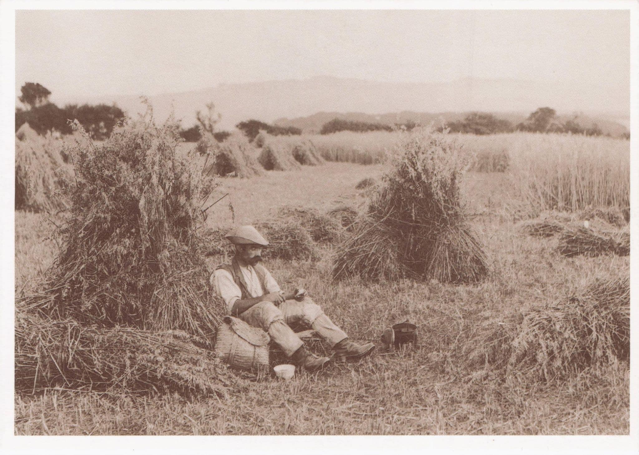 Resting In The Cornfields Hop Farming Sussex Postcard