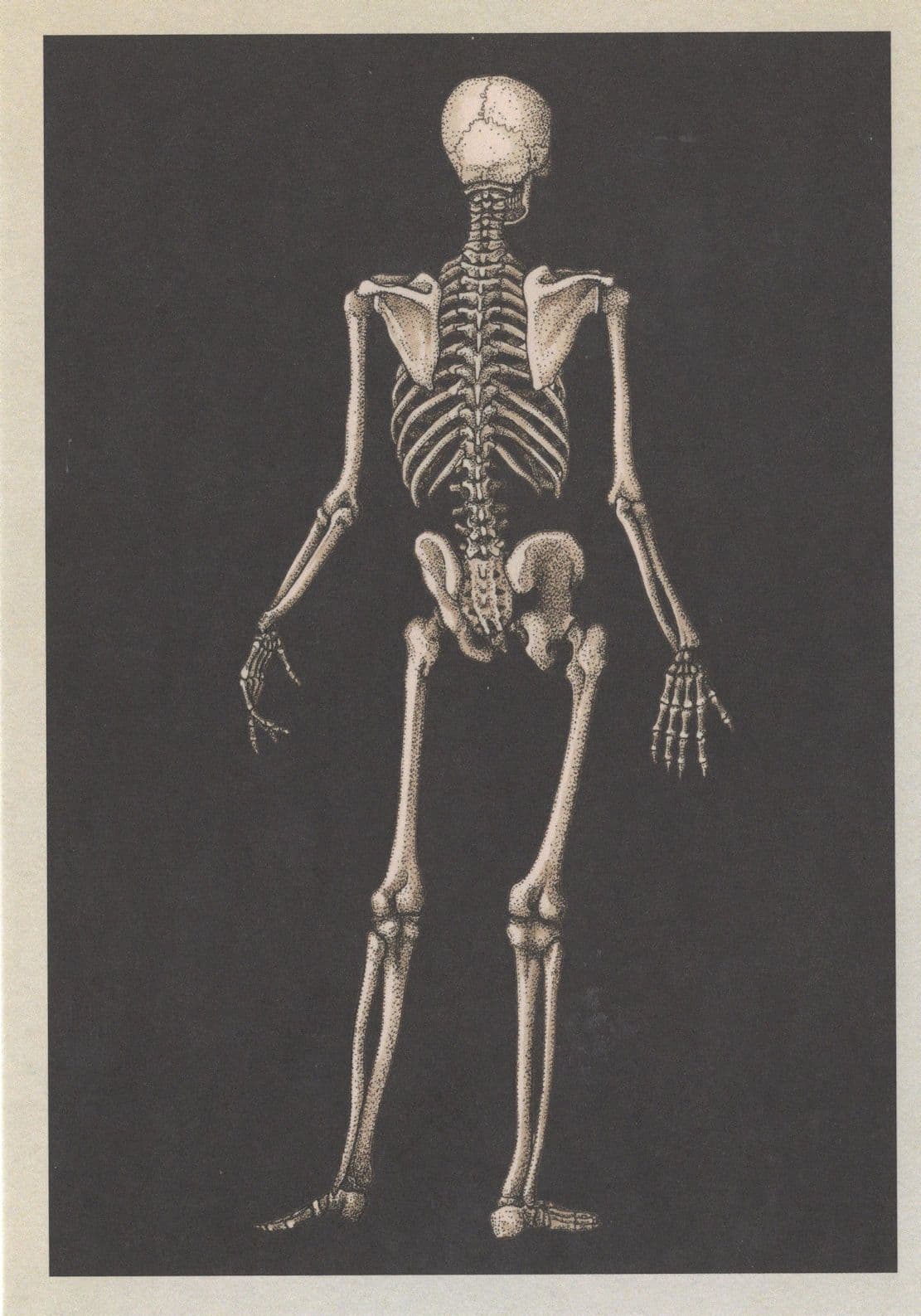 Reverse Posterior View of Adult Skeleton Postcard