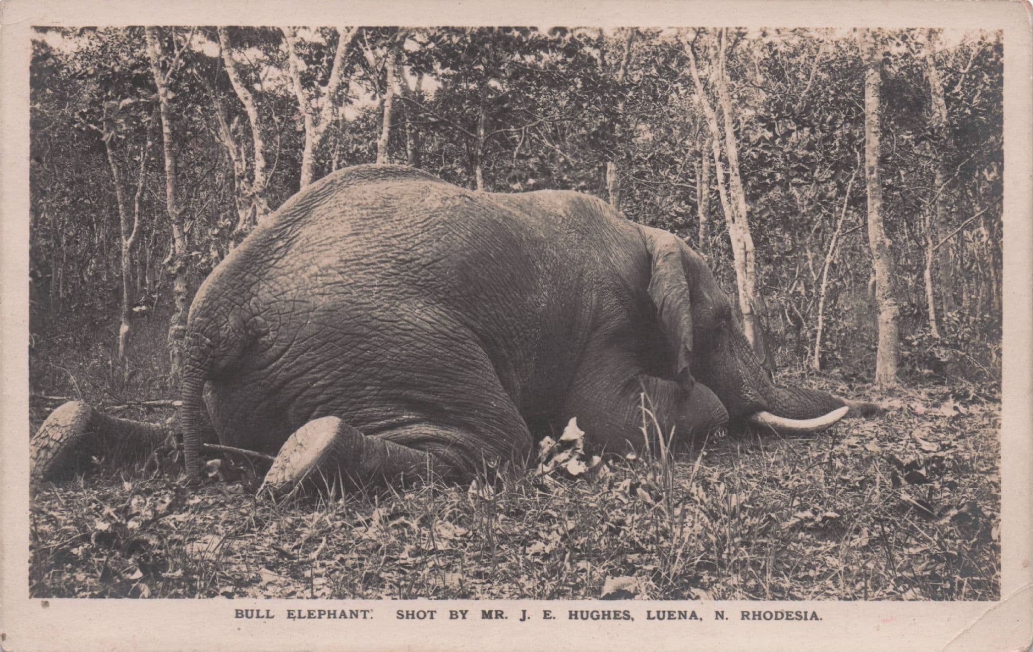 Rhodesia Elephant Shooting Antique African Hunting Old Postcard
