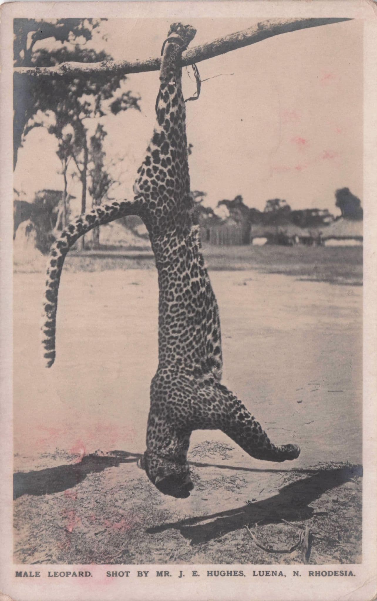Rhodesia Leopard Shooting Animal Hunting Hunter Old Postcard