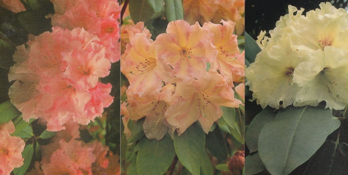 Rhododendron Flowers at Exbury Gardens 3x Stunning Postcard s