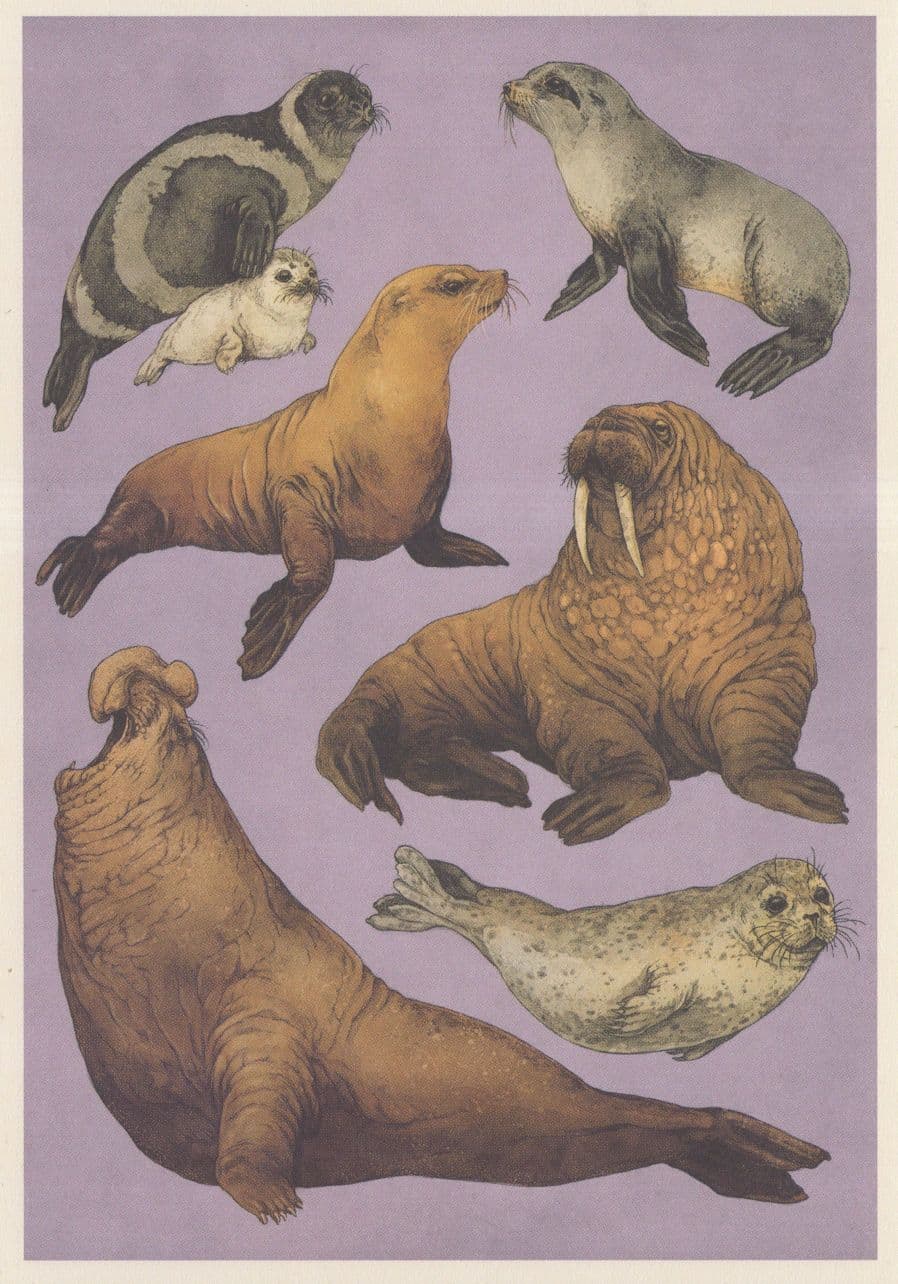 Ribbon Seal With Pup Fur California Sea Lion Harbour Elephant Fish Postcard
